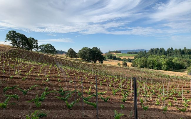Results Partners establishes new vineyards from start to finish